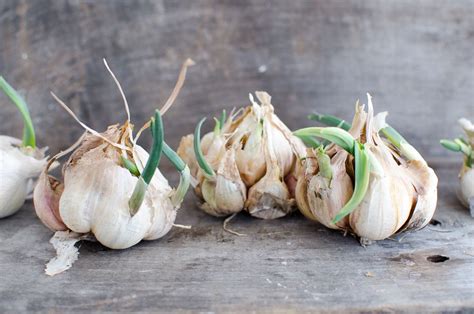 Creative Ways to Utilize and Preserve Your Bountiful Garlic Harvest