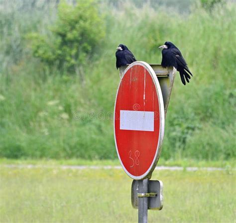 Crows as Harbingers of Death in Various Cultures