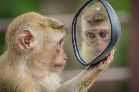 Crying Monkeys: A Gateway to Self-Reflection and Growth