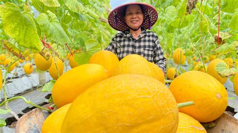 Culinary Adventures with Golden Melons: Delectable Dishes to Experiment With