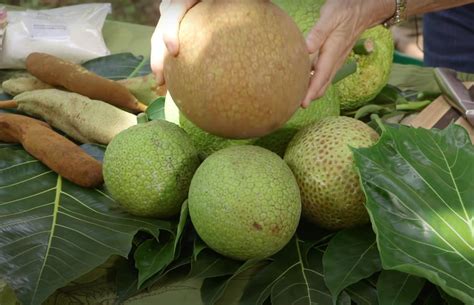 Culinary Delights: Exploring the Flexibility of Green Breadfruit