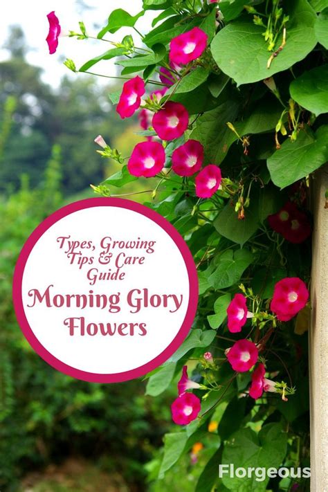 Cultivating Enchanting Morning Glory Vines: Expert Tips for a Flourishing Garden