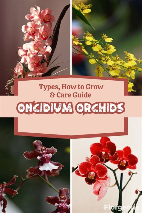 Cultivating Exquisite Plants: Valuable Insights for Orchid Enthusiasts