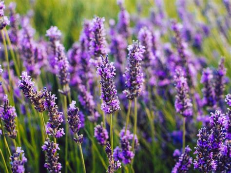 Cultivating Lavender Produce: The Pursuit of a New Sensory Indulgence