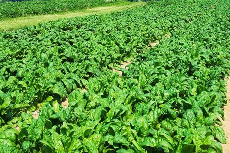 Cultivating Nutrient-rich Spinach: Best Practices for Successful Farming