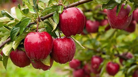 Cultivating Quality: Tips for Growing Healthy Apple Trees