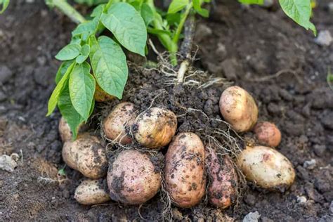 Cultivating Success: Tips for Growing Your Own Potatoes in Different Climates and Conditions