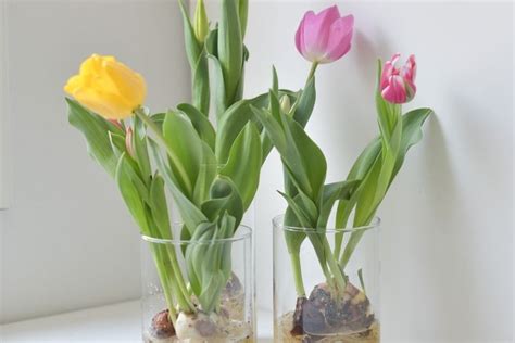 Cultivating Tulips: Tips and Tricks for a Thriving Horticultural Haven