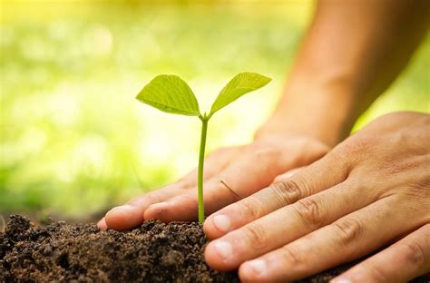 Cultivating a Green Thumb: Nurturing Plants for Happiness