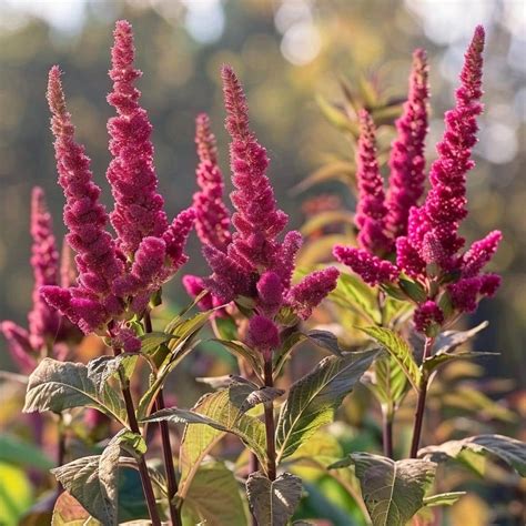 Cultivating and Caring for Majestic Amaranth: Tips for Success