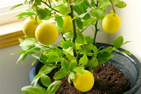 Cultivating and Nurturing Your Very Own Lemon Tree