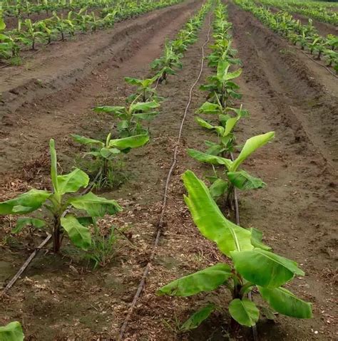 Cultivating and harvesting techniques for the crimson Plantain