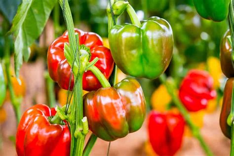 Cultivating the Ideal Environment: Creating the Perfect Growing Conditions for Capsicum Plants