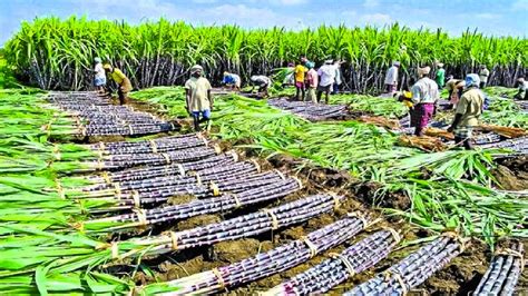 Cultivation and Harvesting Techniques