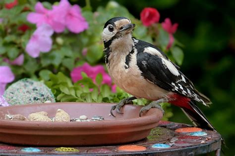 Cultural Associations with Woodpeckers