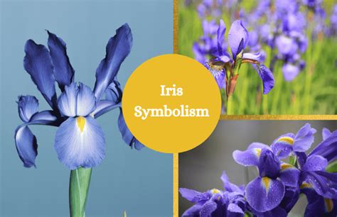 Cultural Context: Exploring the Symbolic Significance of Obsidian-Colored Irises