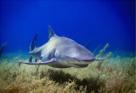 Cultural Interpretations: Sharks as Symbols in Different Societies