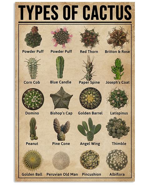 Cultural Meanings of Cactus in Different Societies