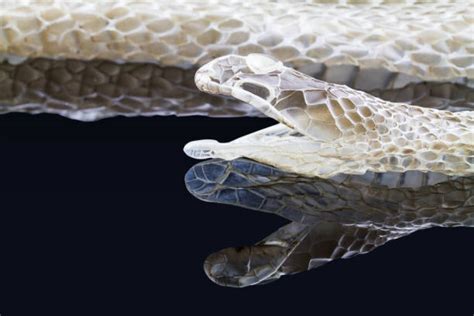 Cultural Perspective on the Phenomenon of Snake Molting in Dreams