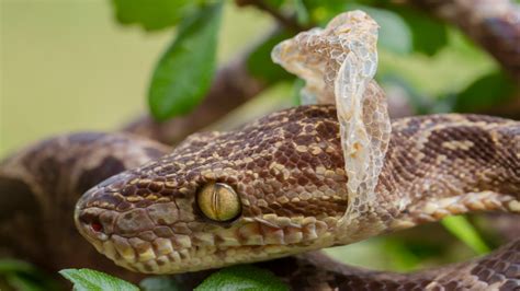 Cultural Perspectives: Snake Molting in Different Traditions