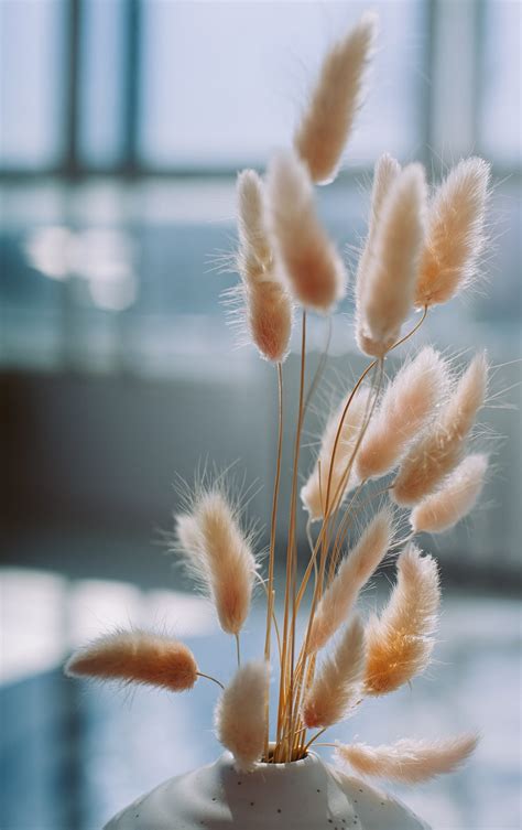 Cultural Perspectives on the Symbolic Significance of Bunny Tails