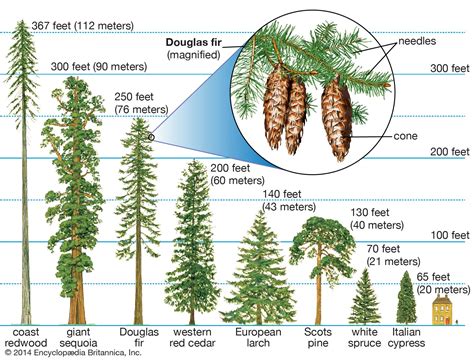 Cultural Significance of Descending Coniferous Trees in the Realm of Dream Symbolism