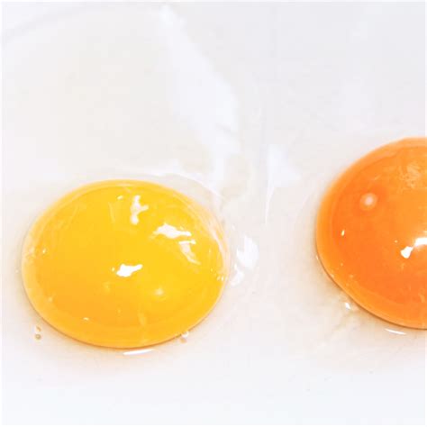 Cultural Significance of a Radiant Golden Egg Yolk