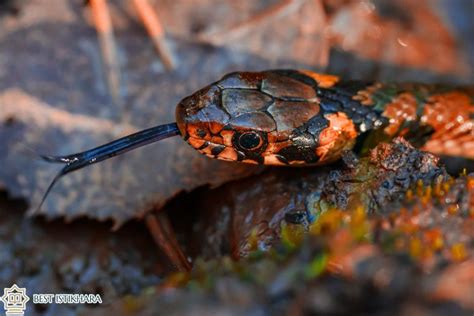 Cultural Variances in the Interpretation of Snake Bites