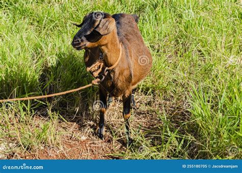 Cultural and Folklore Beliefs Surrounding Concepts Tied to Pregnant Goat Dreams