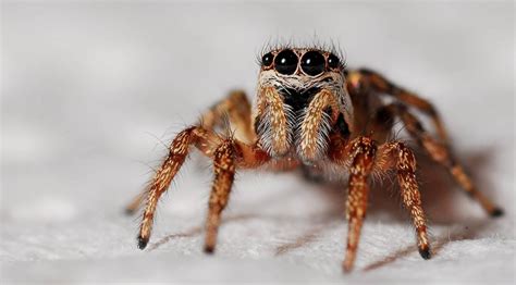 Cultural and Folkloric Symbolism of Spiders and their Bites