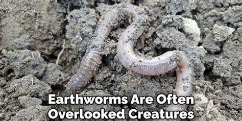 Cultural and Historical Perspectives on Symbolism Associated with Earthworms