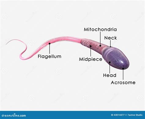 Cultural and Historical Perspectives on the Symbolism of Male Reproductive Cells