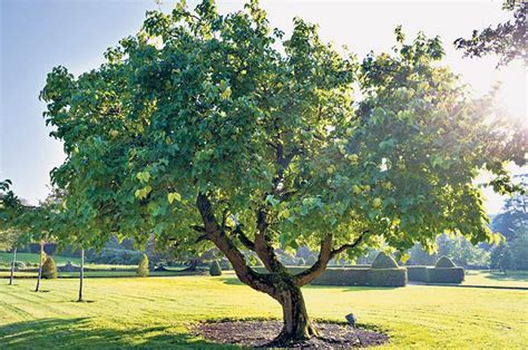 Cultural and Historical Significance of Decaying Trees in Dreams