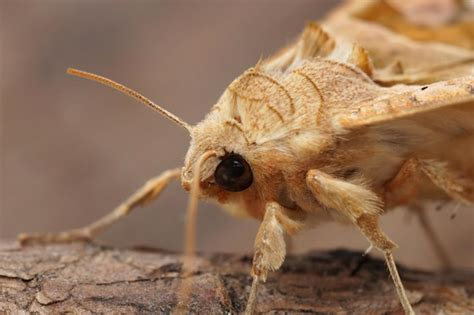 Cultural and Historical Significance of Moths and Worn Garments