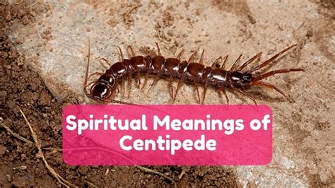 Cultural and Historical Symbolism Associated with Centipedes