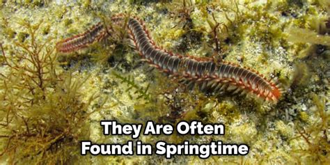 Cultural and Spiritual Significance of Aquatic Annelid Dreams