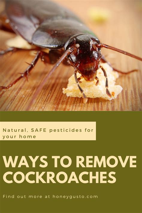 DIY Cockroach Control: Natural Remedies and Home Solutions