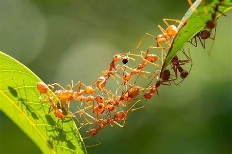 Dancing in the Colony: How Do Sugar Ants Communicate and Coordinate Their Activities?