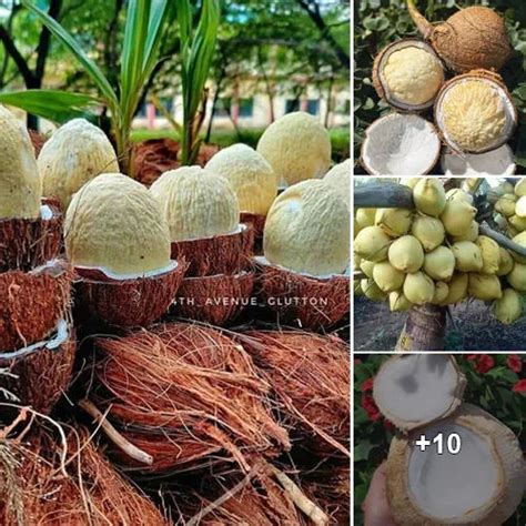 Dancing with the Flavors of the Tropics: Exploring the Versatility of the Exquisite Coconut