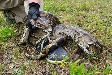 Dangers Lurking: A Startling Nocturnal Meeting with a Burmese Python