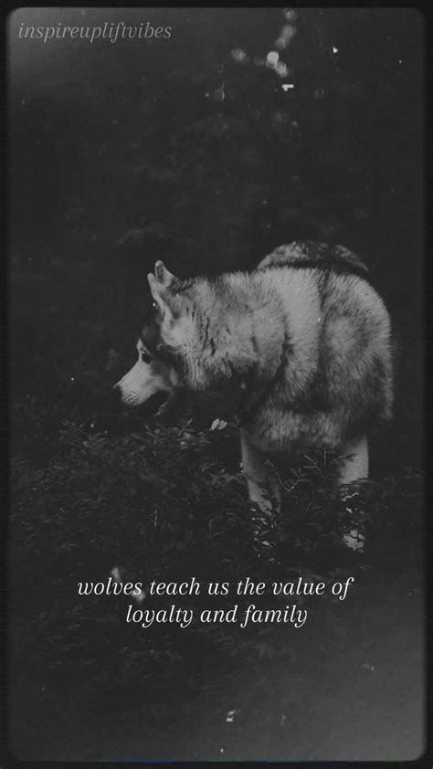 Dare to Connect: Embracing the Essence of the Wolf