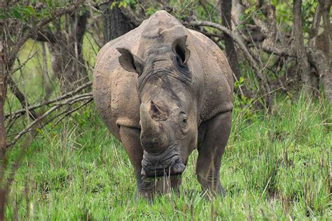 Dare to ride the untamed: The Rhino Safari Experience