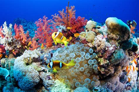 Dazzling Diversity of Colorful Coral Reef Fish