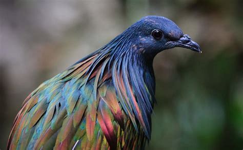 Dazzling Feathers: Exploring the Brilliant Hues of Exquisite Tropical Avifauna