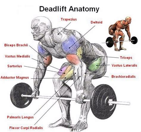 Deadlifts: Enhancing Leg Strength and Increasing Muscle Mass