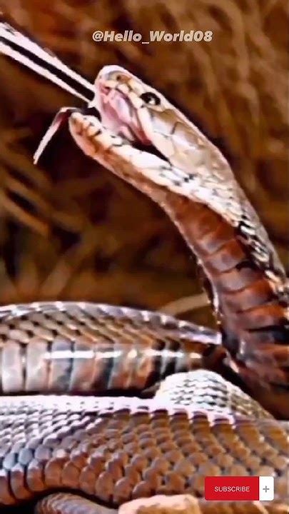 Deadly Accuracy: How Spitting Cobras Target Their Prey