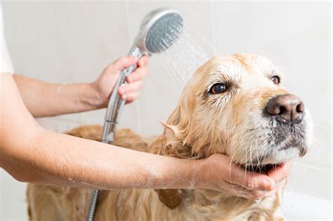 Dealing with Common Challenges During Puppy Baths