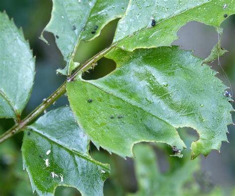 Dealing with Common Rose Pests and Diseases