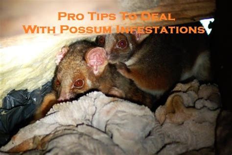 Dealing with a Possum Infestation: Tips and Tricks