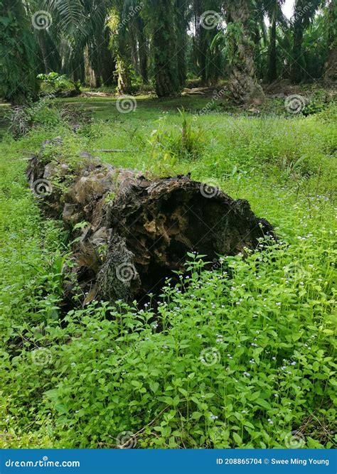 Decaying Paradise: The Palm Tree as a Symbol of Collapse